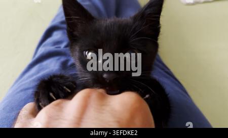 Male arm playing with cute black kitten lying on his legs at home. Hand of man caressing funny small domestic kitty indoor. Man having fun with Stock Photo