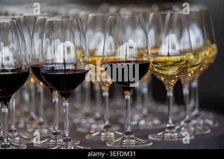 Many elegant wine glasses filled with red and white wine arranged in rows on a table for a professional tasting event, highlighting luxury hospitality Stock Photo