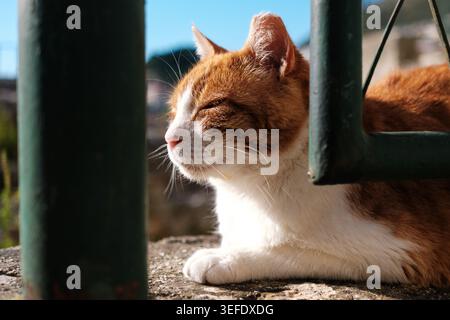 A playful ginger and white cat relaxes in the sunlight, resting its head on a stone surface while enjoying a serene outdoor atmosphere. Stock Photo