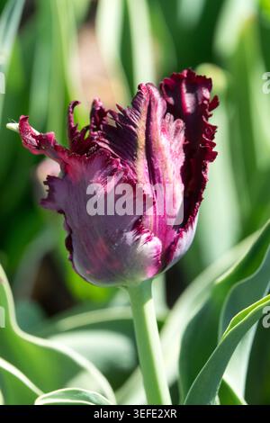 Dark purple frayed flower of Parrot Tulip Tulipa 'Black Parrot' in a Spring Garden Stock Photo