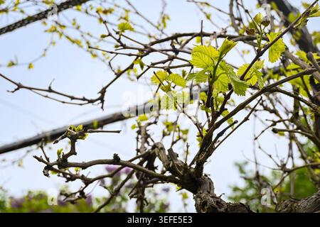 First sprouting of young leaves on an old grapevine growing on a pergola, garden design, light blue sky, copy space, selected focus Stock Photo