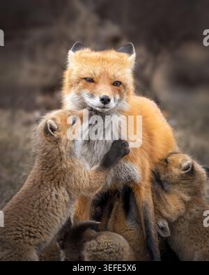Red Fox Kits and Vixen Playing Stock Photo