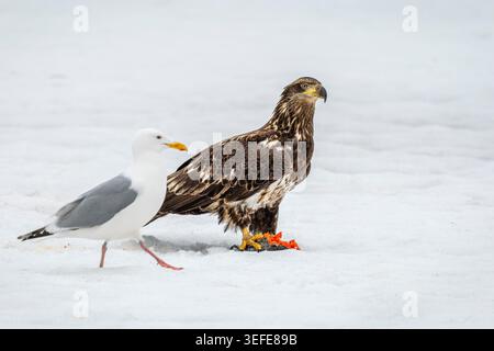 Juvenile Bald Eagle foraging on fish on frozen lake in Southcentral Alaska. Stock Photo