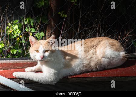 Cream and white domestic cat relaxing in warm sunlight on a wooden surface outdoors, with natural shadows and rustic background creating a peaceful an Stock Photo