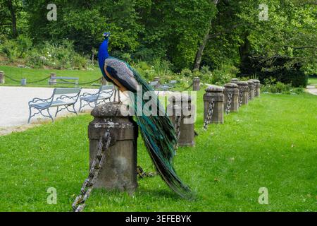 Vibrant male peacock with long tail feathers perched on a stone pillar at the gardens of Eggenberg Palace in Graz, Austria, Europe Stock Photo