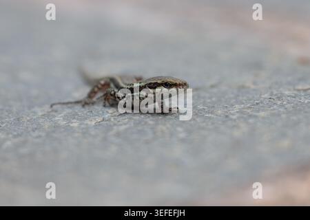 Common Wall Lizard (Podarcis muralis) basking on light textured surface with soft blurred background during springtime. Small striped European reptile. Stock Photo
