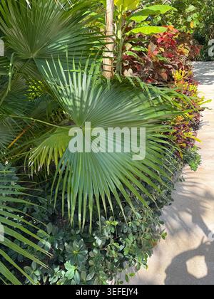 Close-up shot of a vibrant green fan palm leaf detailing its texture and sharp lines on a tropical beach trail. Stock Photo