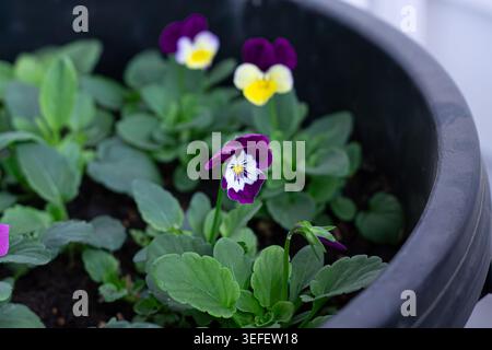 Container Gardening With Young Garden Pansies Stock Photo