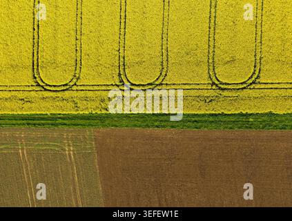 Aerial view of vibrant yellow rapeseed fields with geometric tractor tracks and brown plowed soil in Hofgeismar, Hessen, Germany. Stock Photo