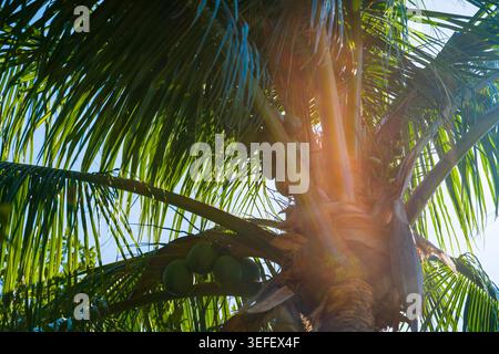 Clusters of green coconuts grow on a tall tropical palm tree, with a bright yellow sun flare effect visible through the long, pinnate green leaves. Stock Photo