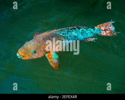 A vibrant marine parrotfish exhibits complex blue and orange scale patterns as it navigates closely beneath the rippled emerald waves. Stock Photo
