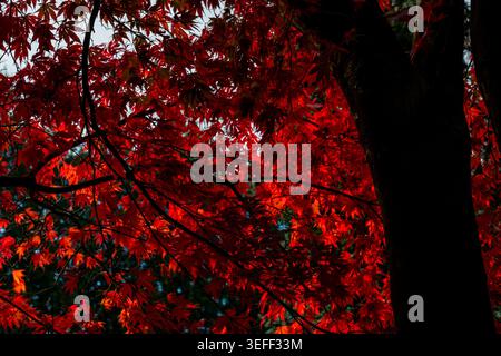 Vivid red Japanese maple with windswept foliage and fiery autumn colour Stock Photo