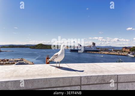 Seagull on white parapet, opera roof, Oslo fjord, DFDS ferry, Bjorvika district, Bjorvika, Oslo, Norway Stock Photo