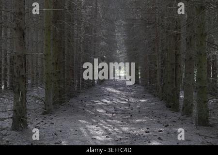 Pine trees in the autumn forest planted in a row. Nature scene Stock Photo