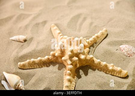 Close-up of starfish and seashells on warm beach sand under bright sunlight, creating a calm tropical summer atmosphere. Stock Photo
