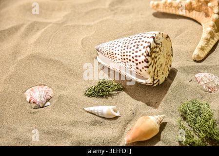 Decorative seashell and starfish resting on golden sand with seaweed in bright tropical sunlight at the beach. Stock Photo