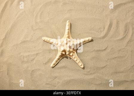 Close-up of a starfish resting on smooth beach sand with natural sunlight and soft textures, creating a calm tropical summer atmosphere. Stock Photo
