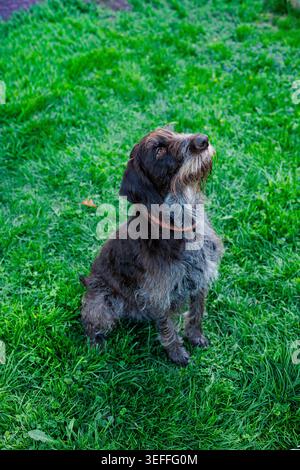 A German Wirehaired Pointer is sitting on green grass in a park. The dog looks up with curiosity, and the sun is visible in the background at midday. Stock Photo