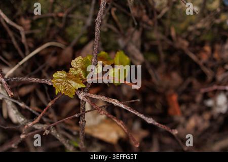 Small green leaves emerge from narrow branches and twigs on the forest floor while surrounding dry leaves lie scattered. The scene shows signs of new Stock Photo