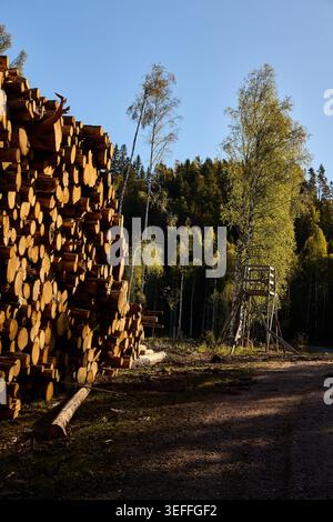 Felled logs piled up beside a forest road in Sweden Stock Photo