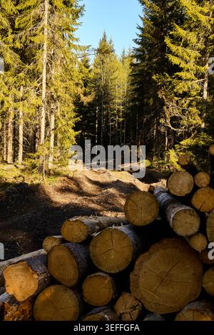 Felled logs piled up beside a forest road in Sweden Stock Photo