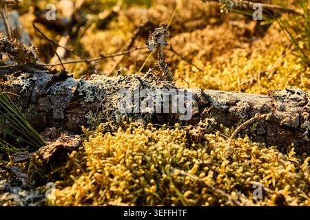 A closeup of lichen growing on a fallen branch on a bed of moss Stock Photo