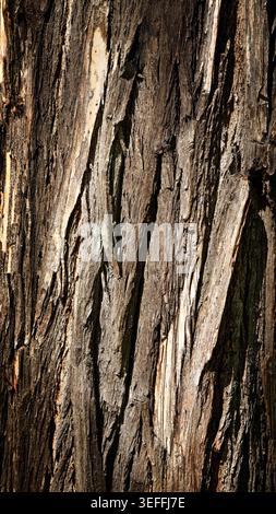 Close-up of rugged brown and grey bark texture from a mature Robinia pseudoacacia tree showing deep natural cracks, vertical ridges and rough wooden p Stock Photo