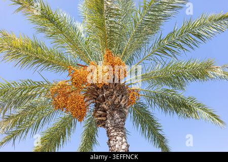 A tall date palm tree showcases clusters of ripe orange fruit at its crown, surrounded by long green fronds, set against a bright blue sky, emphasizin Stock Photo