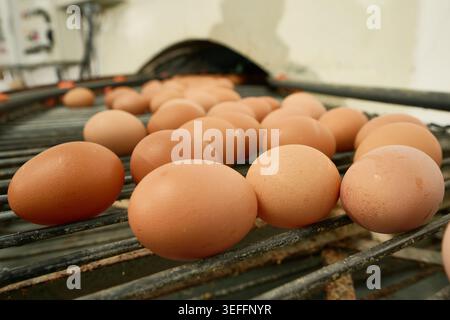Fresh brown eggs automatically sorting on a metal conveyor belt in a processing factory, illustrating modern food production Stock Photo