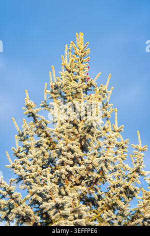 Top of Colorado blue spruce, Picea pungens glauca, with frosty needles against a bright blue sky. Stock Photo