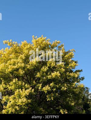 Tree with yellow blossoms against clear blue sky. Top of a blooming tree with dense yellow-green flowers and foliage set against a bright blue sky. Stock Photo