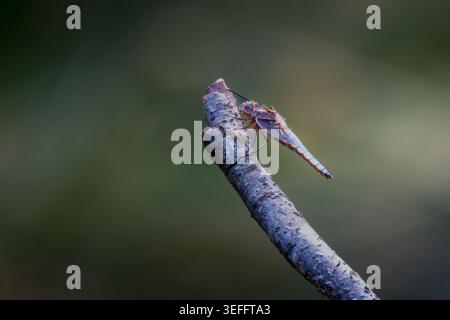 A Dragonfly (Sympetrum) rests on the tip of a dry wooden branch. The insect keeps its wings still while perched. Stock Photo