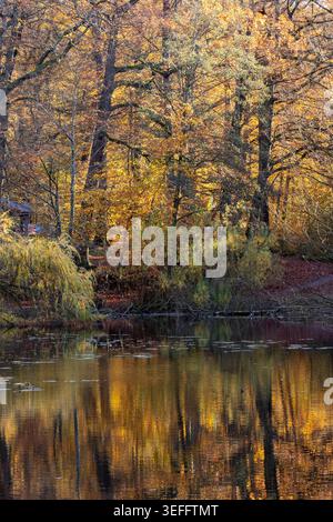 Autumn trees and weeping willow reflect warm colors on a calm lake surface Stock Photo