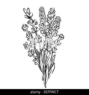 Black and white line art vector of a loose lavender bunch with stems and leaves. Minimalist botanical illustration for seamless pattern, craft Stock Vector