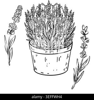 Black and white line art vector botanical set of lavender in terracotta pot with two single stems. Minimalist illustration for garden shop, seed Stock Vector