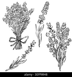 Black and white line art vector botanical set of lavender: tied bouquet, loose bunch, single vertical stem and diagonal sprig. Minimalist illustration Stock Vector