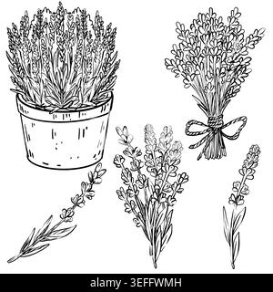 Black and white line art vector botanical set of lavender: potted plant, tied bouquet, loose bunch, diagonal and vertical stems. Minimalist Stock Vector