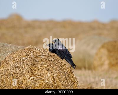 Two black ravens on straw bale as background. Common raven pair perched on hay roll in harvested agricultural field. Corvus corax birds wild nature rural countryside landscape biology concept Stock Photo