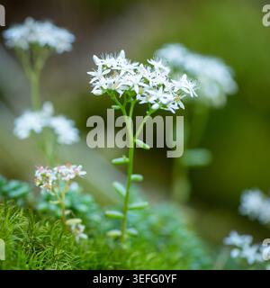 Cluster of tiny white star shaped flowers of stonecrop Sedum album blooms on succulent stalk in mossy alpine rock garden with soft bokeh Vinschgau Ita Stock Photo