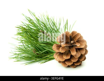 Natural pine branches with cones in a New Year's composition, isolated on a white background with shadow for holiday decor. Stock Photo