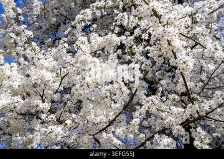 Dense clusters of white blossoms on a flowering plum or cherry tree against a bright blue sky, representing seasonal change, nature vitality, renewal, Stock Photo