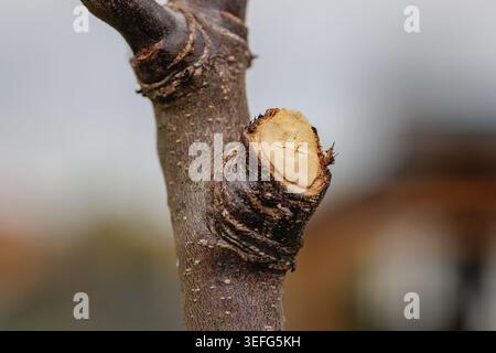 Close-up of a fresh cut on a young fruit tree branch after spring pruning in an orchard Stock Photo