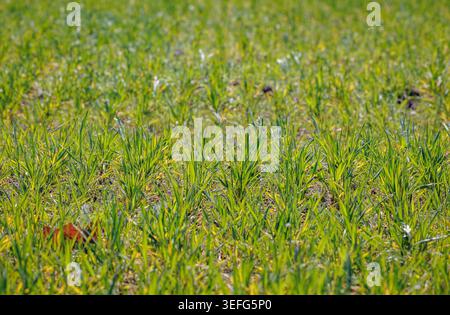 Young green cereal plants growing in a field on a sunny spring day Stock Photo