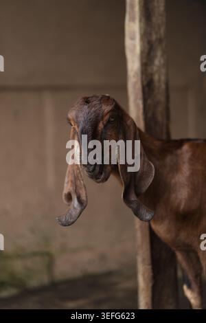 Brown goat with long floppy ears, Munduk Moding Plantation, Bali Stock Photo