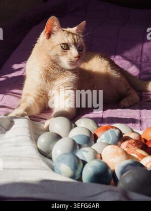 Cat Guarding Dyed Easter Eggs on White Linen On Sunlit Bed Stock Photo