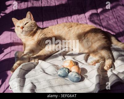 Beige Tabby Cat Guarding Dyed Easter Eggs on On Sunlit Bed Stock Photo