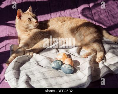 Cat Guarding Dyed Easter Eggs on White Linen On Sunlit Bed Stock Photo