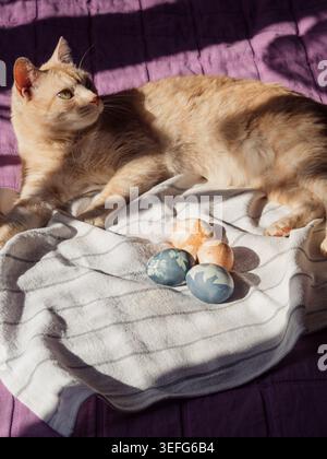 Cat Guarding Dyed Easter Eggs on White Linen On Sunlit Bed Stock Photo