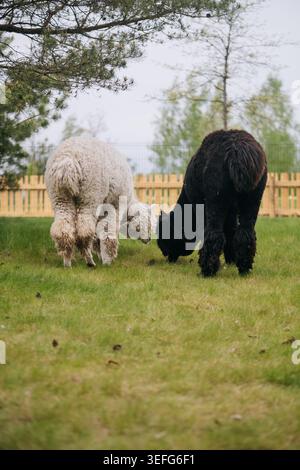 Two Alpacas Grazing Near Wooden Fence Stock Photo