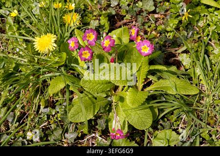 Primula vulgaris in bloom (Suzanne's vegetable garden, Pays de la Loire, France). Stock Photo